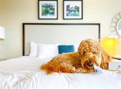 pet friendly lodging savannah ga.